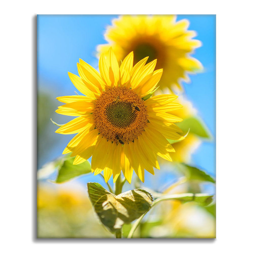 A Yellow Sunflower - Paint by Numbers